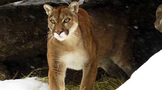 Le Zoo Miller devient officiellement un Jardin zoologique