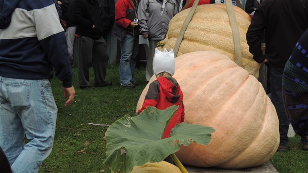 Le concours de citrouilles géantes du Village des Défricheurs prend forme