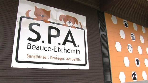 Party Zumba au profit de la SPA Beauce-Etchemin
