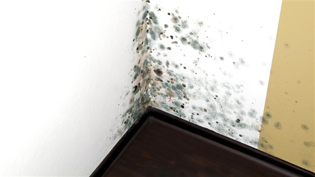 Dites adieu à l’humidité dans votre logement