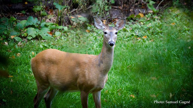 Six conducteurs entrent en collision avec des chevreuils