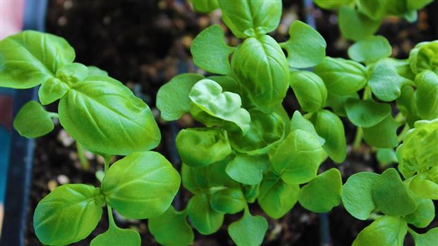 Atelier sur les fines herbes au Grand Marché Beauce-Sartigan