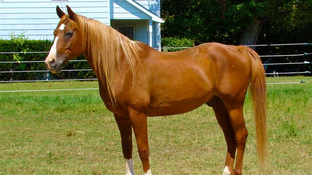 Tire de poney et jeux d’eau au Club Sportif de la Grande Coudée de Saint-Martin