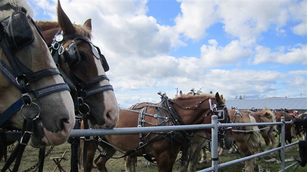 L’expo agricole de Saint-Honoré se déroule en fin de semaine