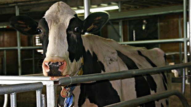 L’Expo de Montmagny arrive à grands pas