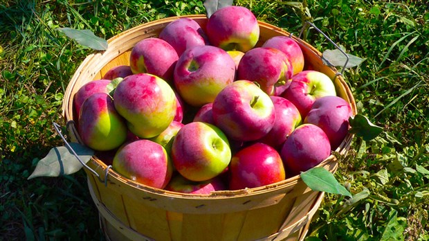 Atelier de pommes au Grand Marché de Saint-Georges
