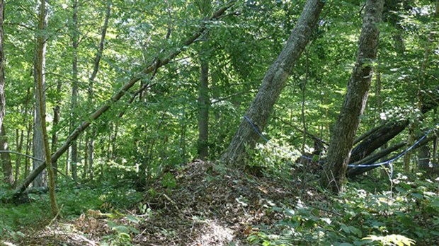 L’APBB rappelle l’importance des règles d’abattage sécuritaire d’arbre