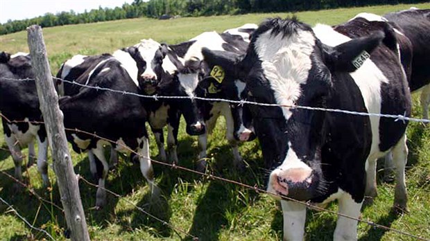 EN BREF | Le MAPAQ émet une amende de 6000 $ à une ferme laitière de Beauceville