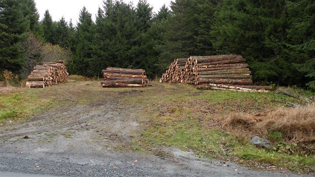 Les propriétaires forestiers sont déçus de la réponse des Conservateurs