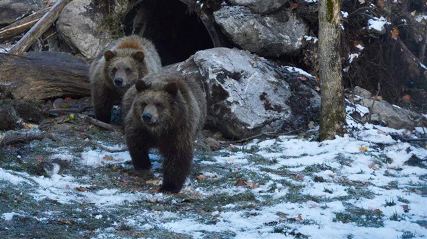 De nouveaux spécimens se joignent à la famille du Zoo Miller à Frampton