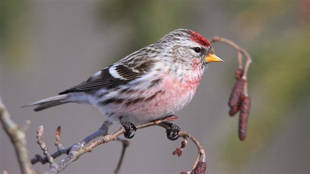 Événement documentaire en ornithologie à Saint-Georges