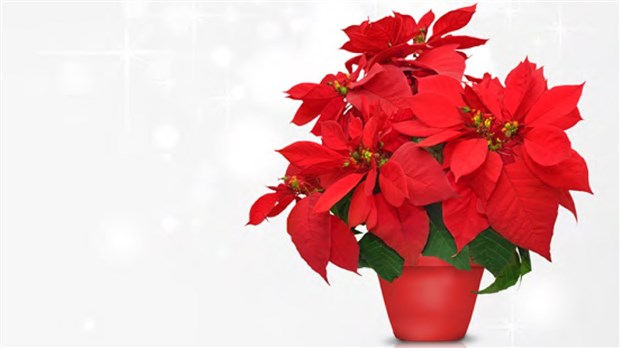 Vente de poinsettias pour soutenir l’organisme Au Bercail