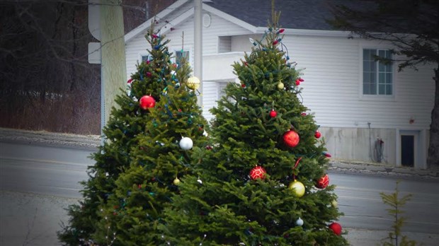 Collecte des sapins de Noël