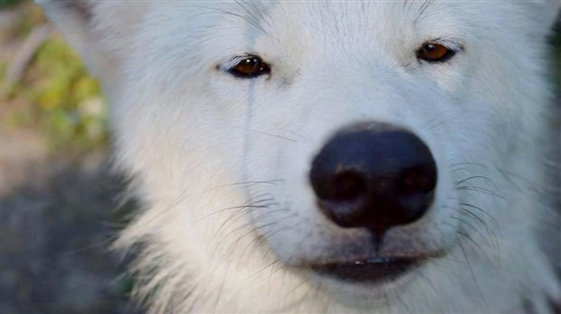 La Commission de protection du territoire agricole permet au Zoo Miller de poursuivre ses activités