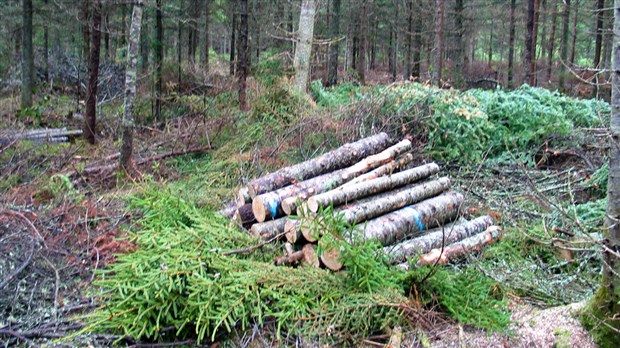 Les investissements en forêts privées se font toujours attendre