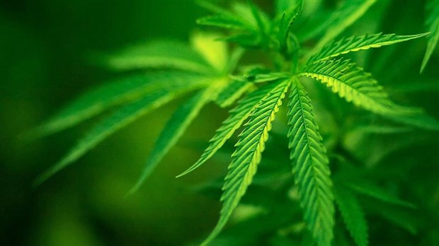 Un préjugé contre un conférencier pro-cannabis aurait mené à une fouille à la polyvalente de Saint-Georges
