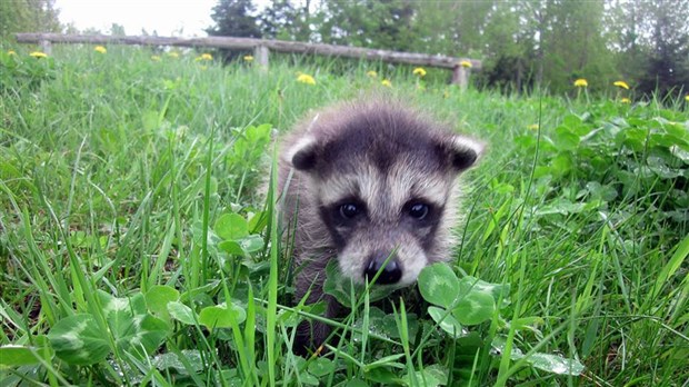 Un couple de Lotbinière tente par tous les moyens de récupérer son raton laveur Nymous