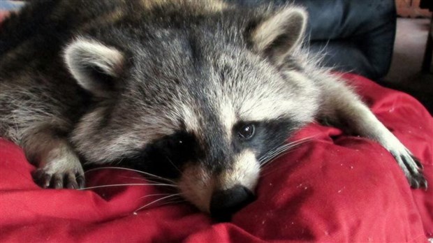 Le raton Nymous retrouve sa famille