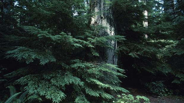 L'Agence régionale des forêts privées souligne la protection de 21 milieux humides