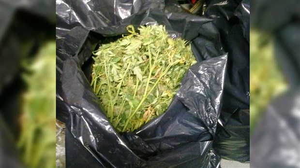Le Service de police de Sainte-Marie saisit 251 plants de marijuana