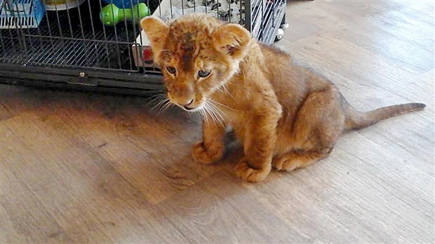 Une nouvelle locataire au Zoo Miller à Frampton