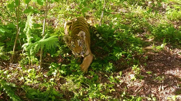 Le Zoo Miller adopte une jeune tigresse nommée Sheira