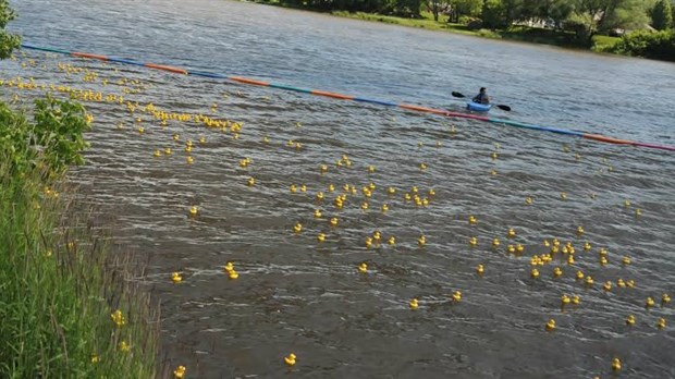 Le Club de natation régional de Beauce a amassé 18 945 $ lors de la sixième édition de la Grande course des petits canards Cuisine valentia 
