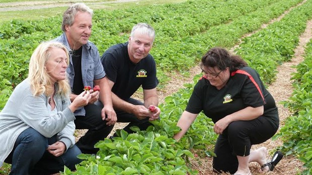 L’autocueillette des fraises est commencée en Chaudière-Appalaches