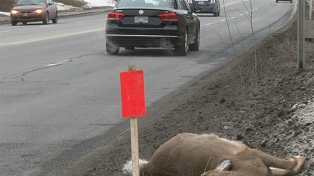 EN BREF | Deux collisions matérielles impliquant des cerfs de Virginie sur nos routes hier
