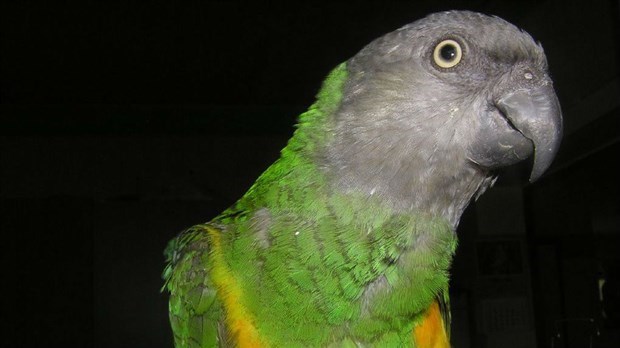 EN BREF | Le perroquet rare perdu à Saint-Georges est finalement retrouvé