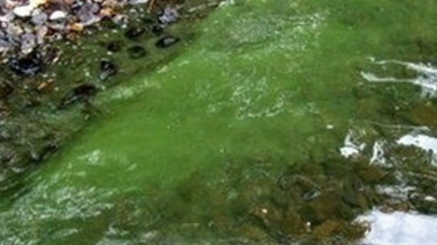 La population de Chaudière-Appalaches est invitée à agir pour contrer la prolifération des algues bleu-vert