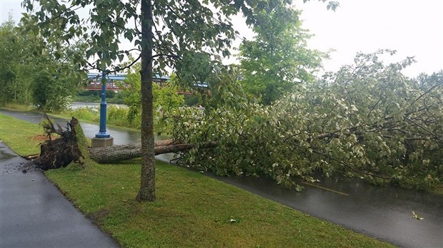 Un conteneur pour disposer des branches cassées et arbres abattus lors de récents vents violents