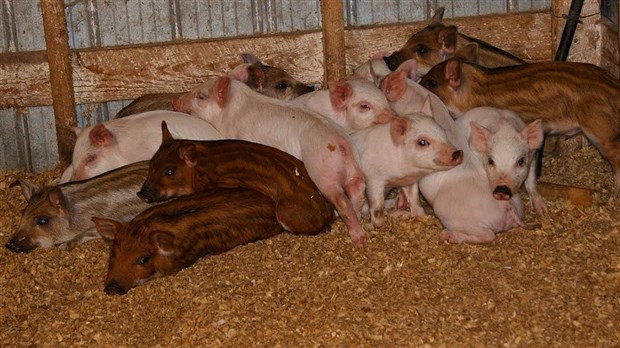 La 51e édition de l'Exposition agricole de Beauce à Saint-Honoré est en branle