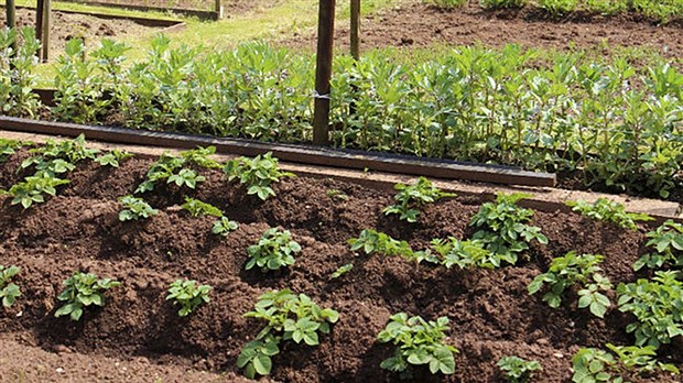 Saint-Georges souhaite implanter un jardin communautaire sur son territoire