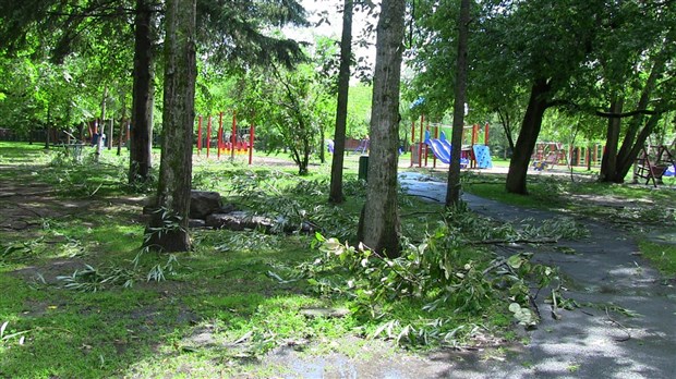 Les Georgiens peuvent se débarrasser des débris d’arbres des derniers orages violents jusqu’en septembre 