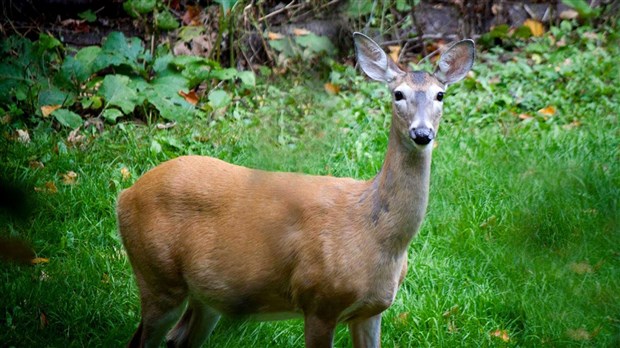 Les chasseurs et les pêcheurs de nouveau apostrophés par le gouvernement