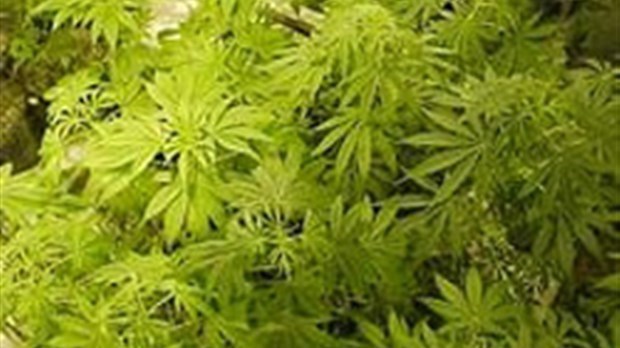Une opération cisaille en Beauce-Sartigan permet de saisir 176 plants de cannabis