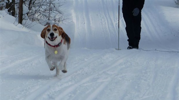 Il est temps d’acquitter la licence de votre chien ou chat