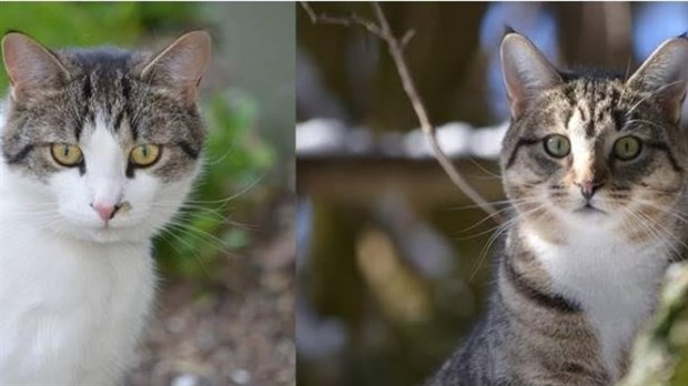 Une récompense pouvant aller jusqu'à 300 $ pour retrouver trois chats