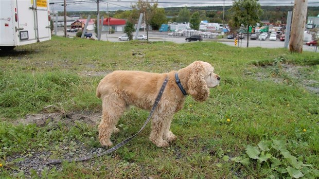 Matières fécales du meilleur ami de l’homme dans les lieux publics : un problème dans la Beauce?