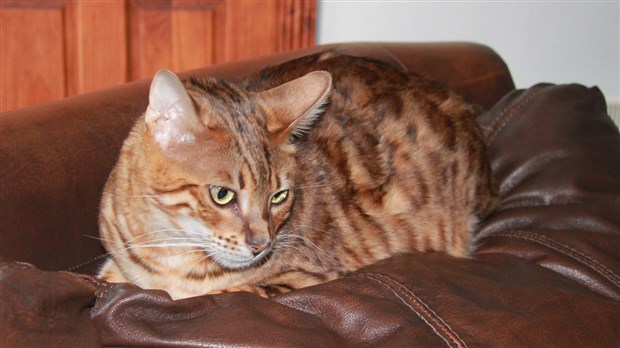 Les Beaux Chats De Bengal De Marie ève Enbeaucecom