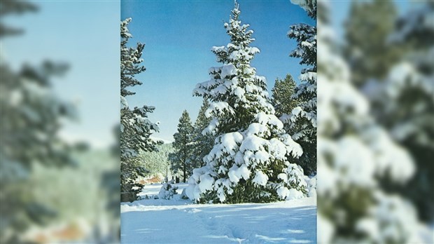 Le conte de Noël « Le roi des forêts » d’Harold Gilbert  présenté à Sainte-Aurélie le 19 novembre