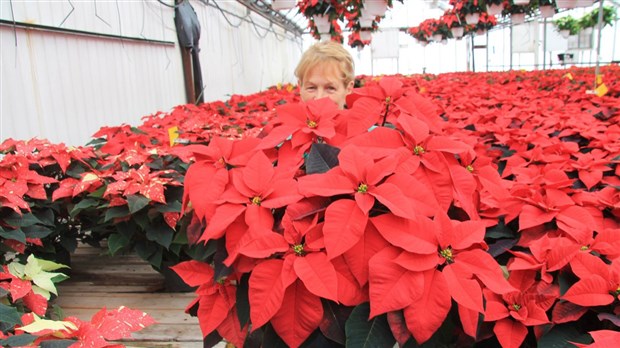 Les Serres St-Honoré, seul producteur de poinsettias dans la Beauce