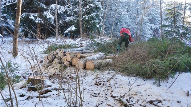 La fermeture de Madison Paper affecte les ventes de sapin-épinette de 4 pieds en Beauce