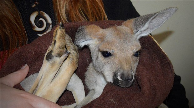 Des nouveaux venus au Zoo Miller de Frampton pour la saison estivale