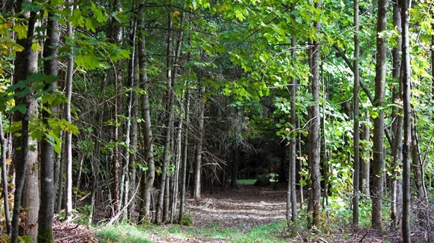 Le ministre Lessard les nouvelles réglementations de la chasse au dindon sauvage