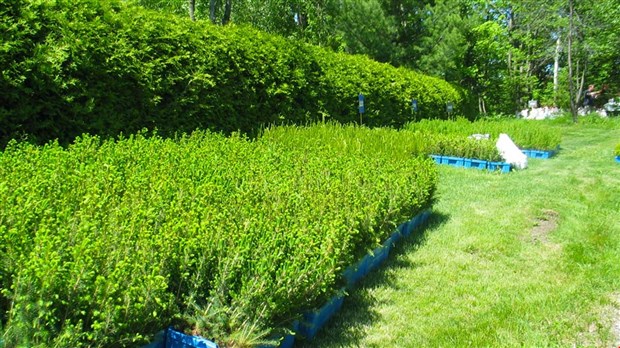 Le Murmure distribuera des arbres aux citoyens de la MRC Robert-Cliche les 27 et 28 mai