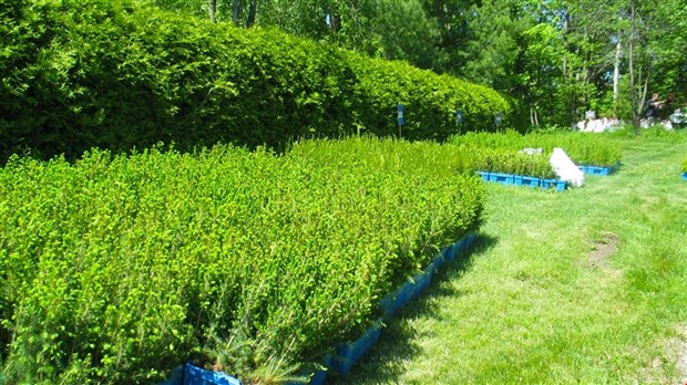 Arbre-Évolution distribuera 1 200 arbres à Saint-Simon