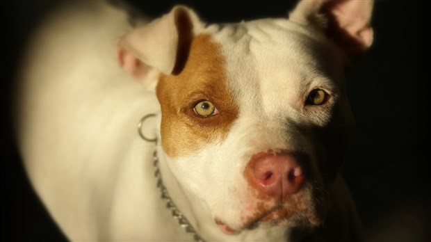 Saint-Georges possède déjà un règlement prohibant certaines races canines jugées dangereuses