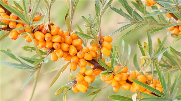 Le verger L' Argousière proposera à ses clients de cueillir le fruit de l'argousier eux-mêmes